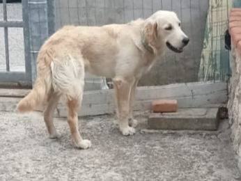 Adotta un cane, taglia media, femmina, Varese