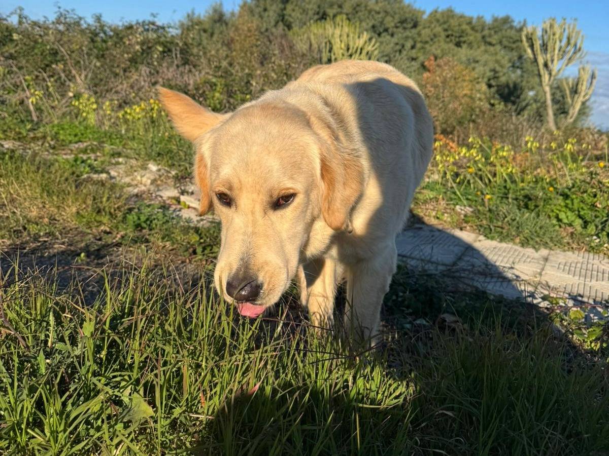 Vuoi adottare un cane a Varese?