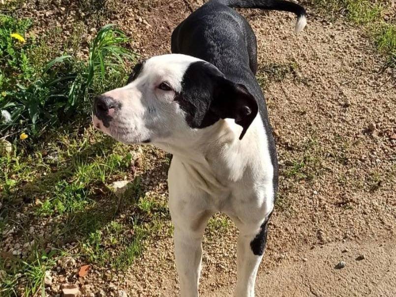 Adotta un cane, taglia media, maschio, Varese