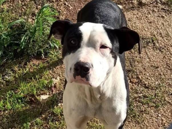 Adotta il cane UNA MAMMA PER JACK a Varese