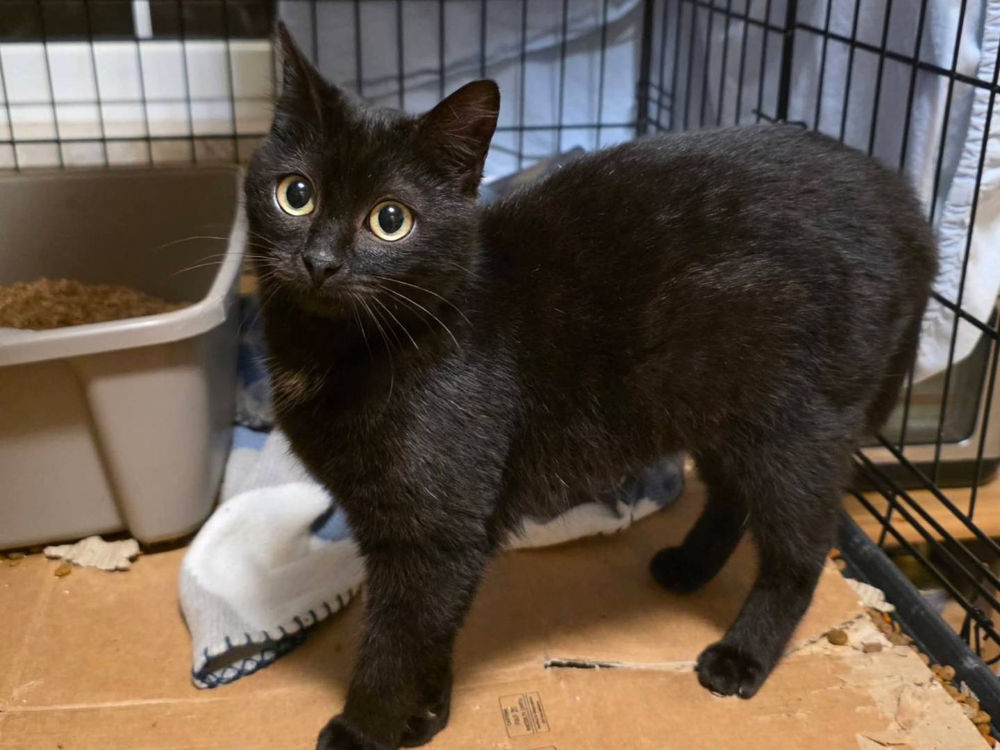 Adozione gatto, femmina, Razza sconosciuta Razza sconosciuta, 7 mesi, taglia non valida, Roma