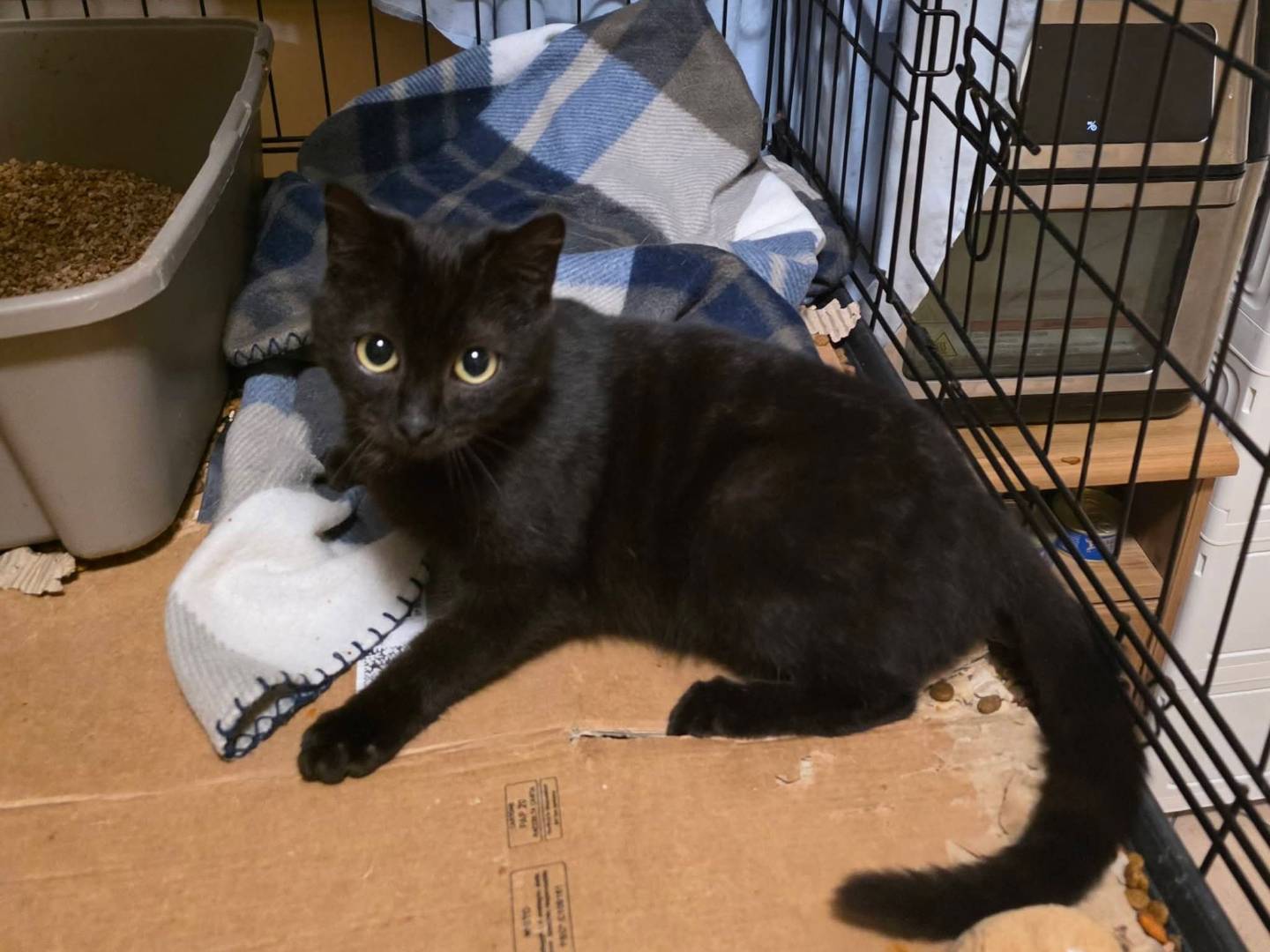 Adotta un gatto, femmina, 7 mesi, Roma