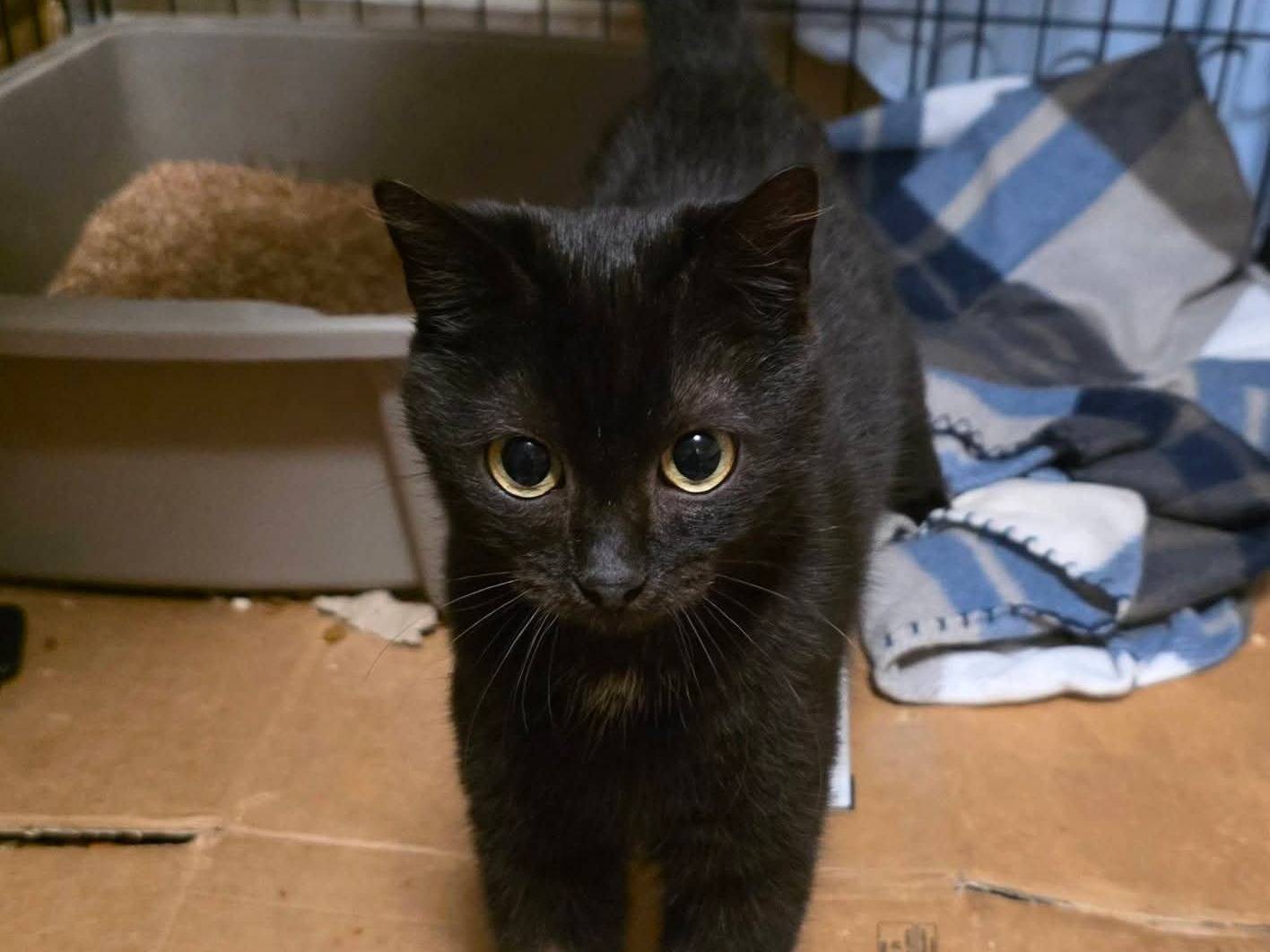 Adotta un gatto, taglia non valida, femmina, Roma