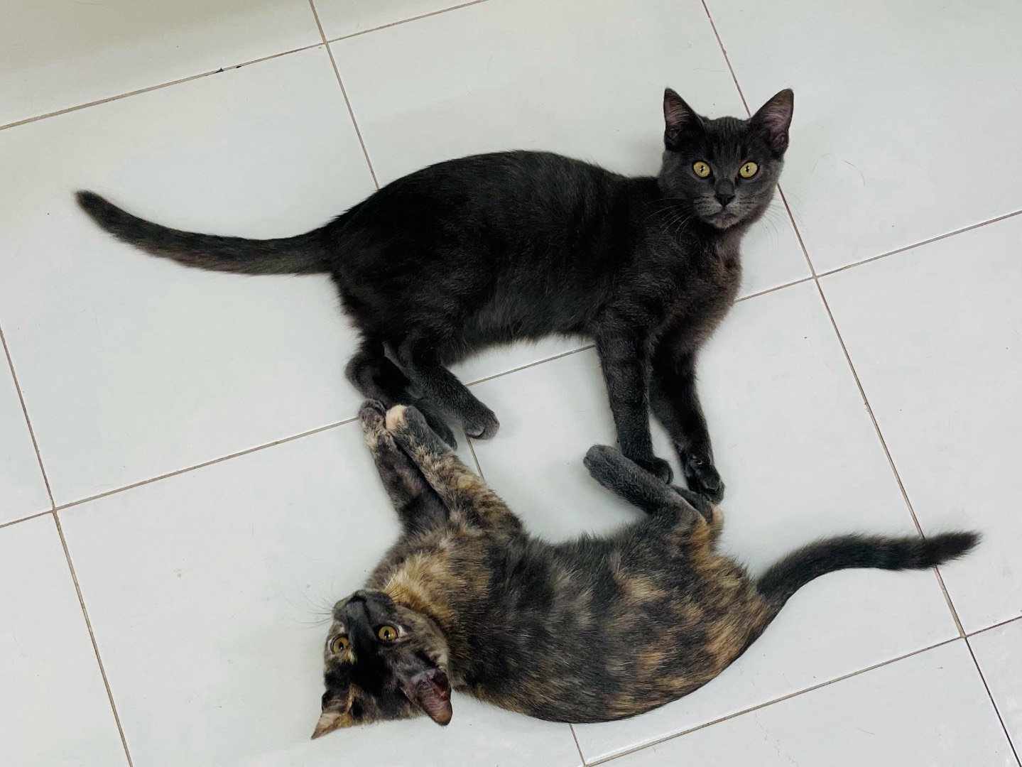 Adozione gatto, femmina, Razza sconosciuta Razza sconosciuta, 3 mesi, taglia non valida, Sassari