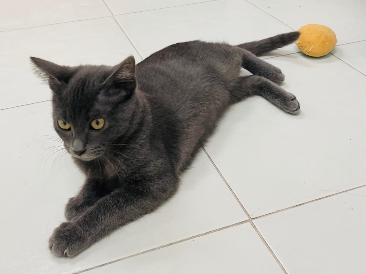 Adotta un gatto, taglia non valida, femmina, Sassari