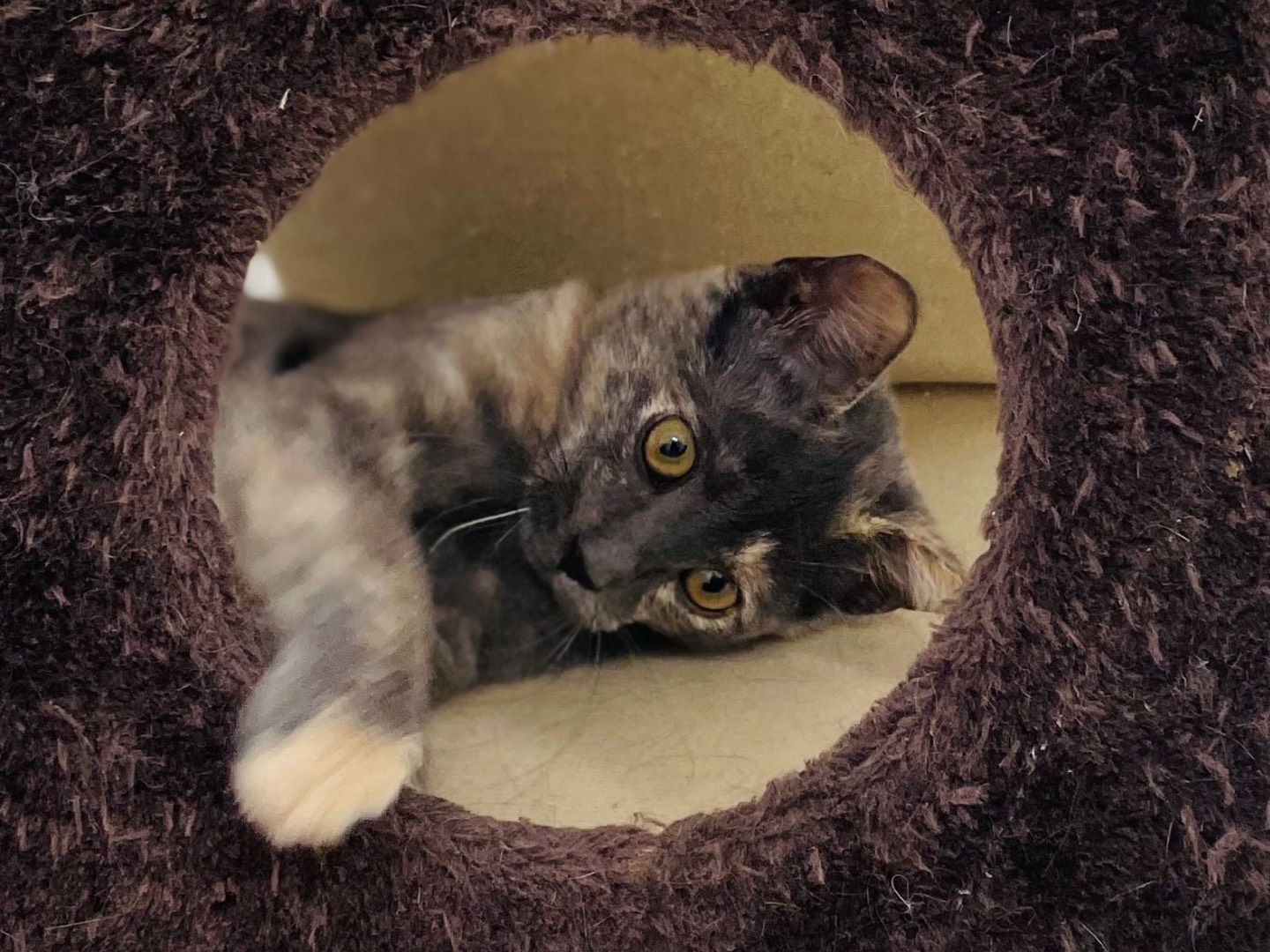 Vuoi adottare un gatto a Sassari?