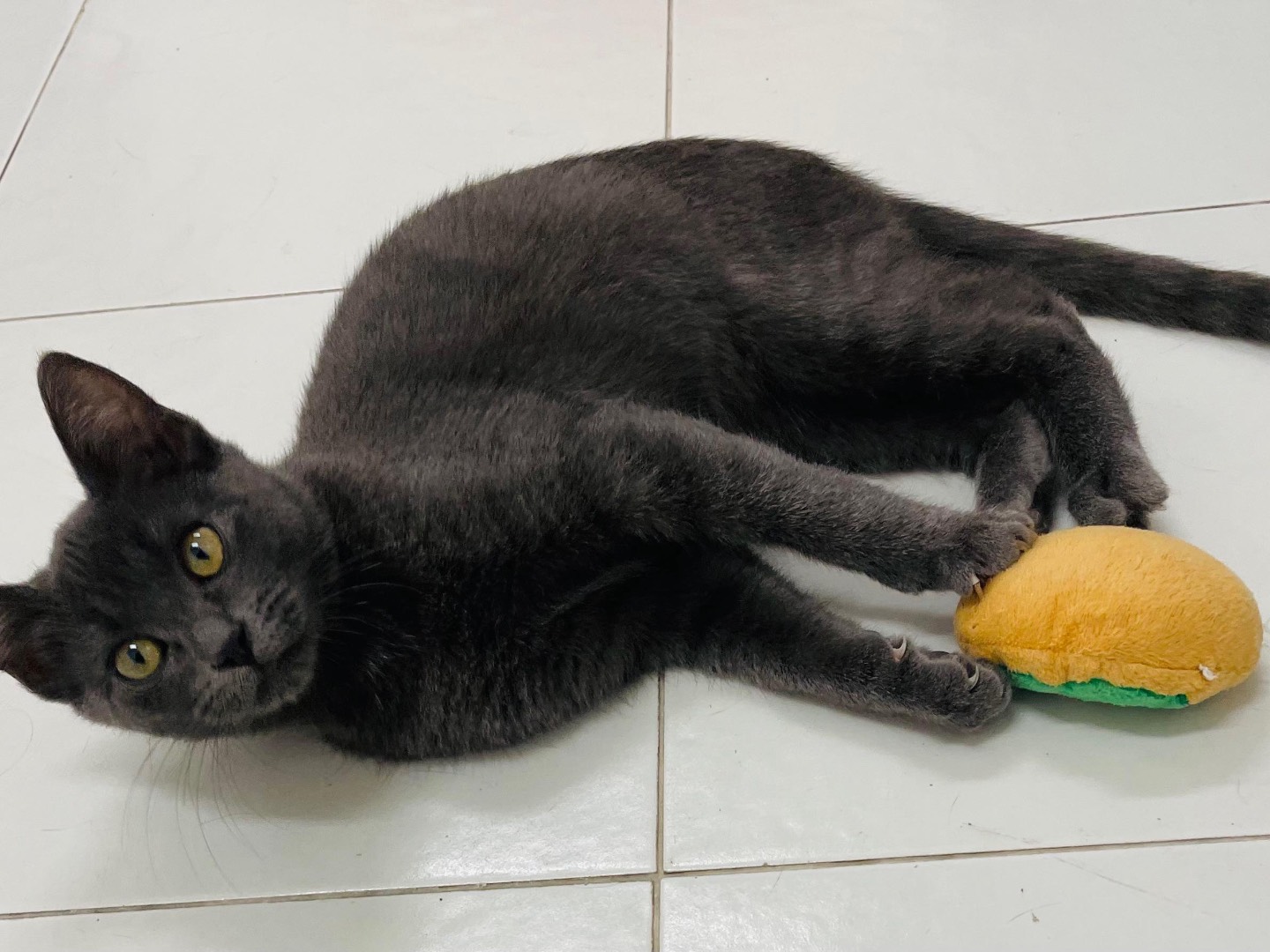 Adotta il gatto Gina e Giorgia a Sassari