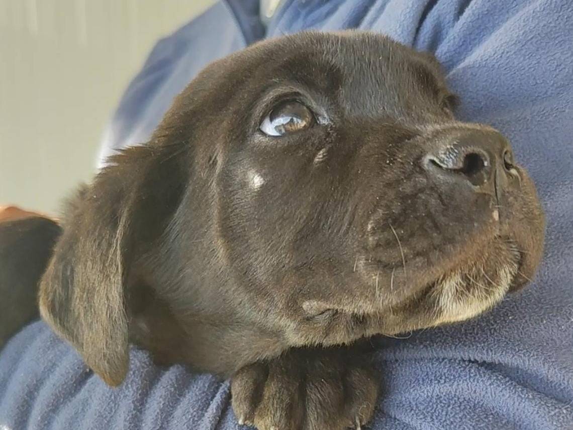Adozione cane, maschio, Razza sconosciuta Razza sconosciuta, 1 anno e 2 mesi, taglia media contenuta, Trapani