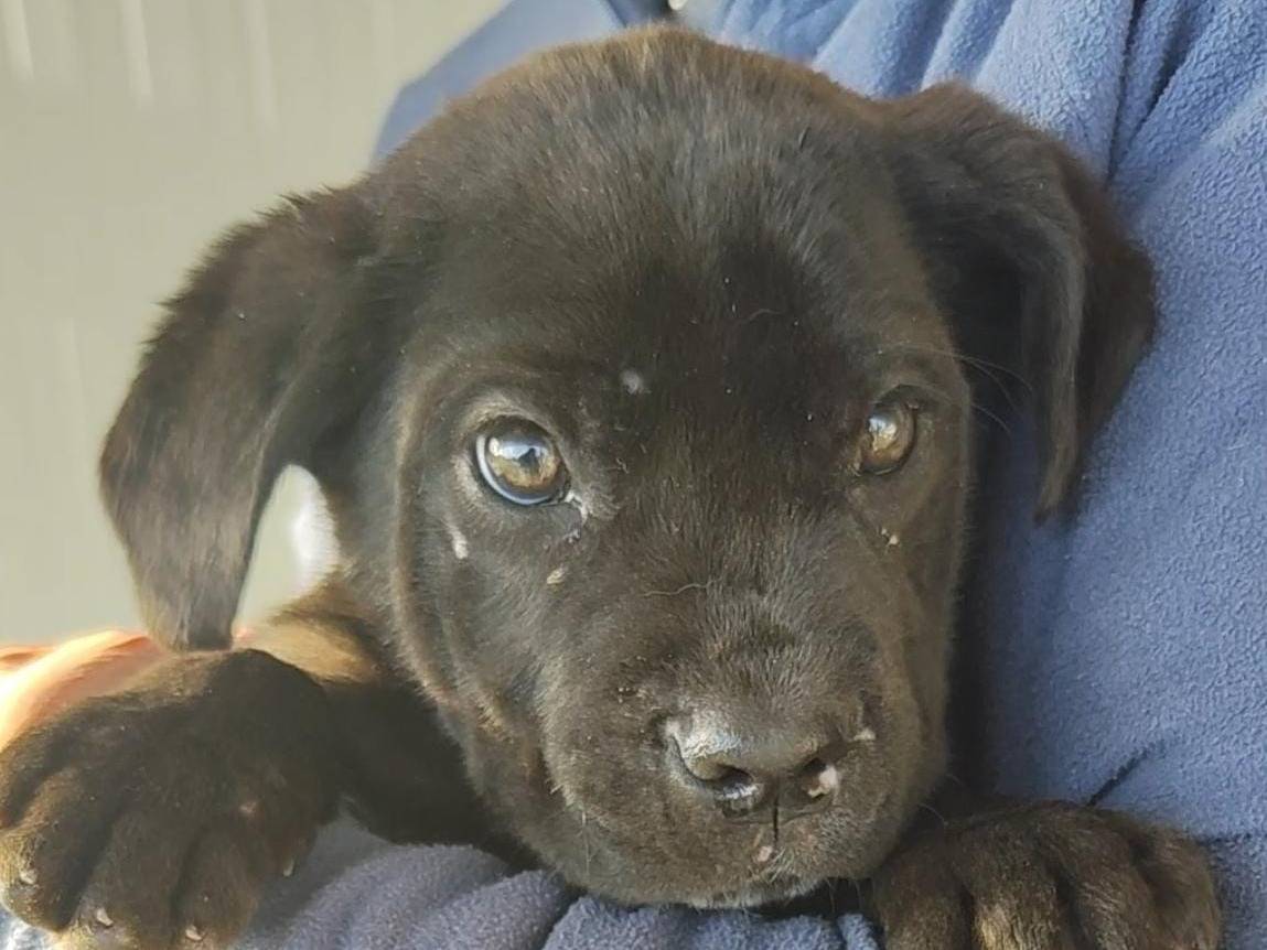 Adotta un cane, maschio, 1 anno e 2 mesi, Trapani