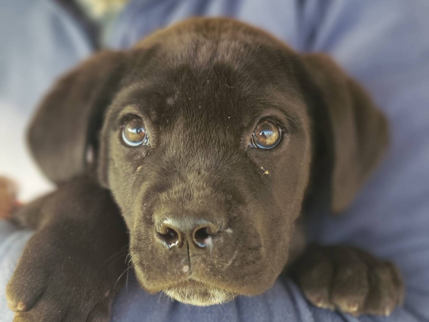 Adotta un cane, taglia media contenuta, maschio, Trapani