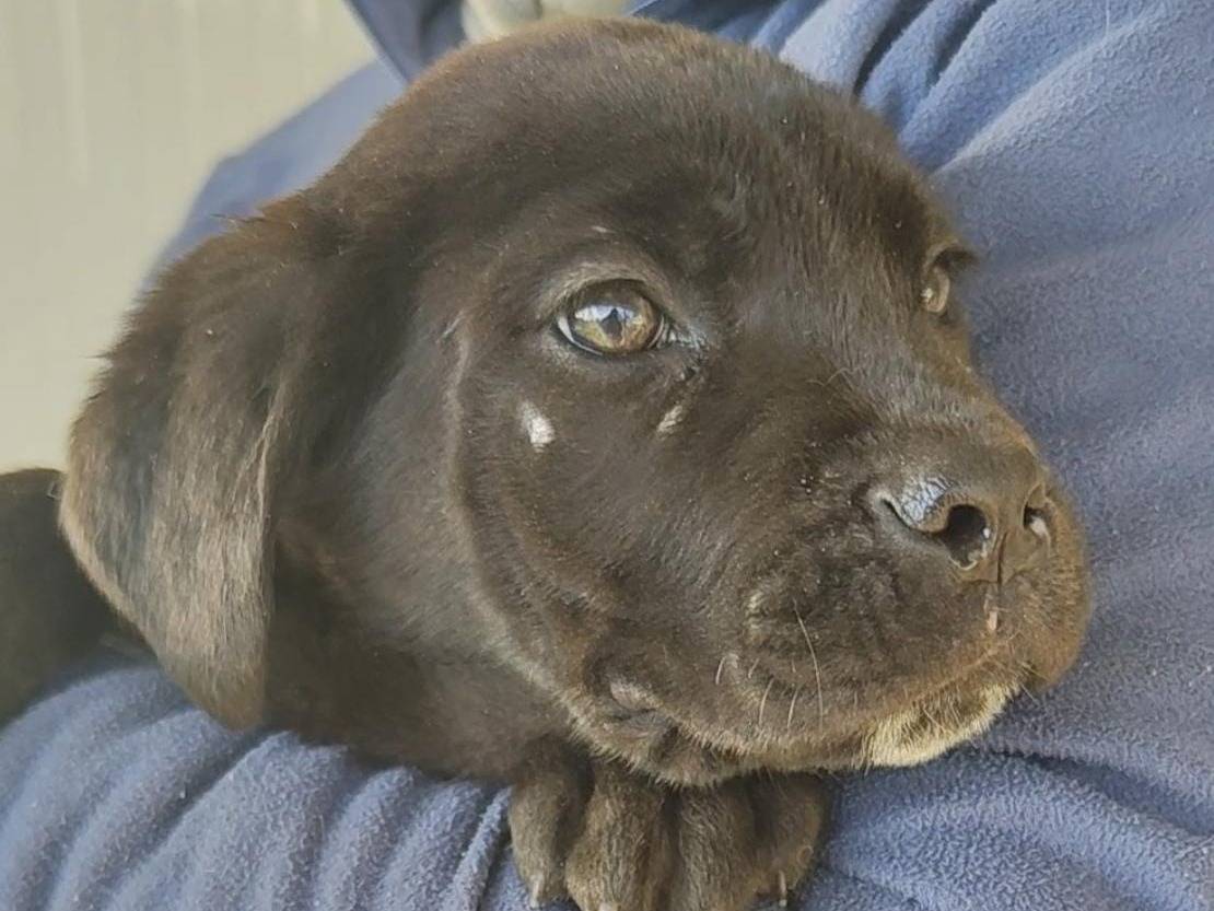 Vuoi adottare un cane a Trapani?