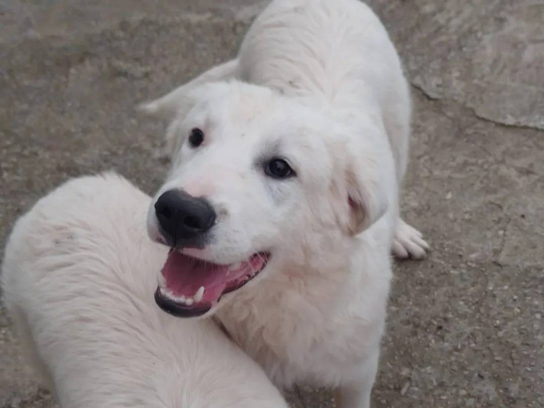 Adozione cane, maschio, Razza sconosciuta Razza sconosciuta, 5 mesi, taglia gigante, Avellino