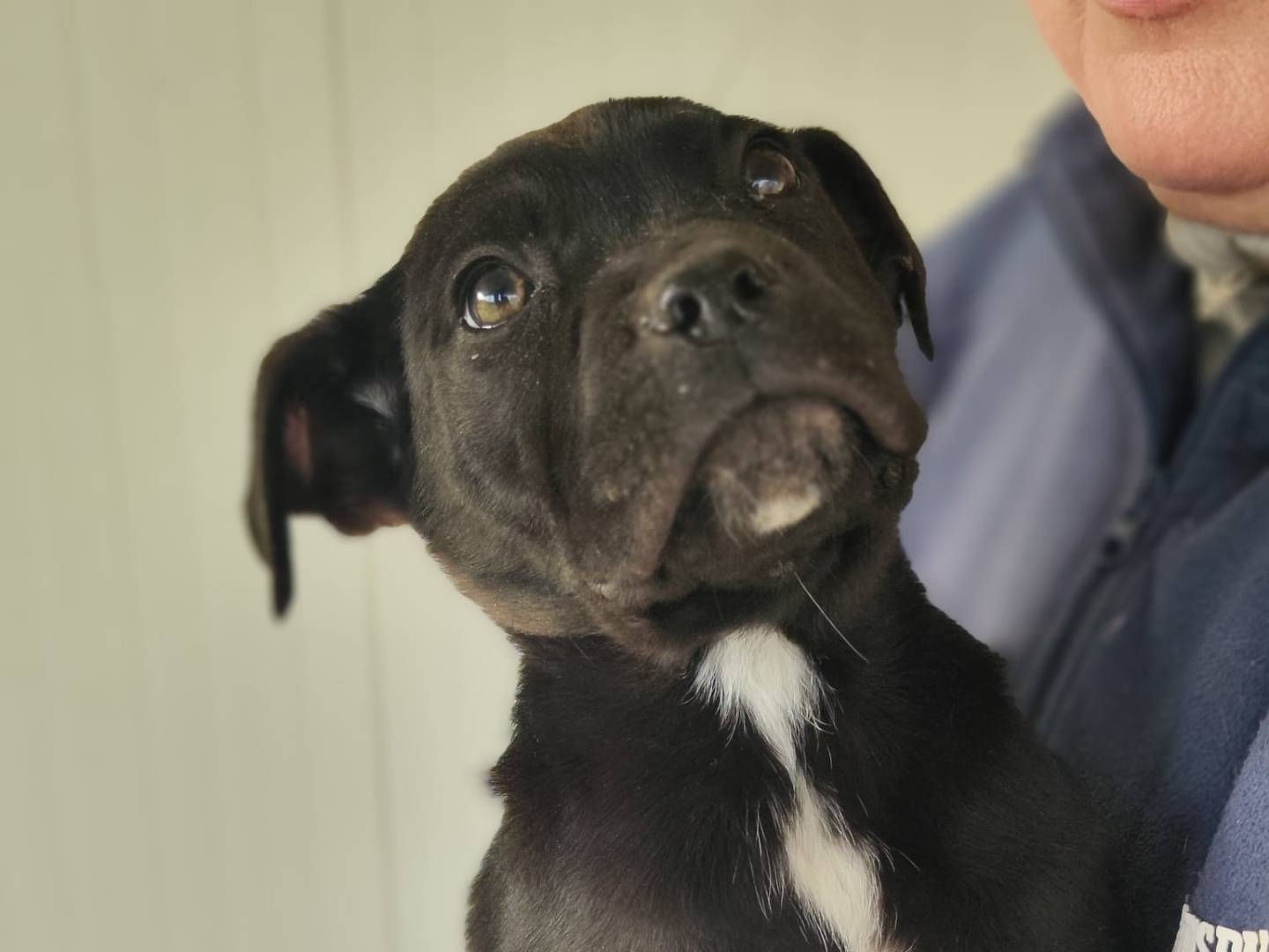 Adozione cane, maschio, Razza sconosciuta Razza sconosciuta, 1 anno e 2 mesi, taglia media contenuta, Trapani