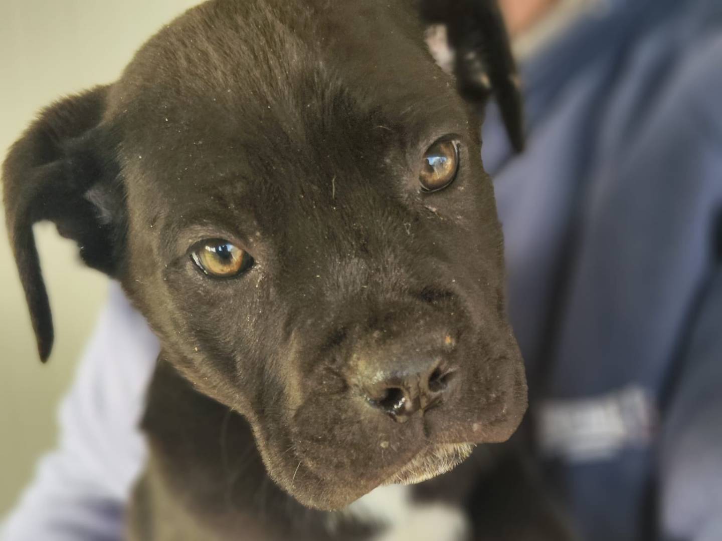 Adotta un cane, maschio, 1 anno e 2 mesi, Trapani