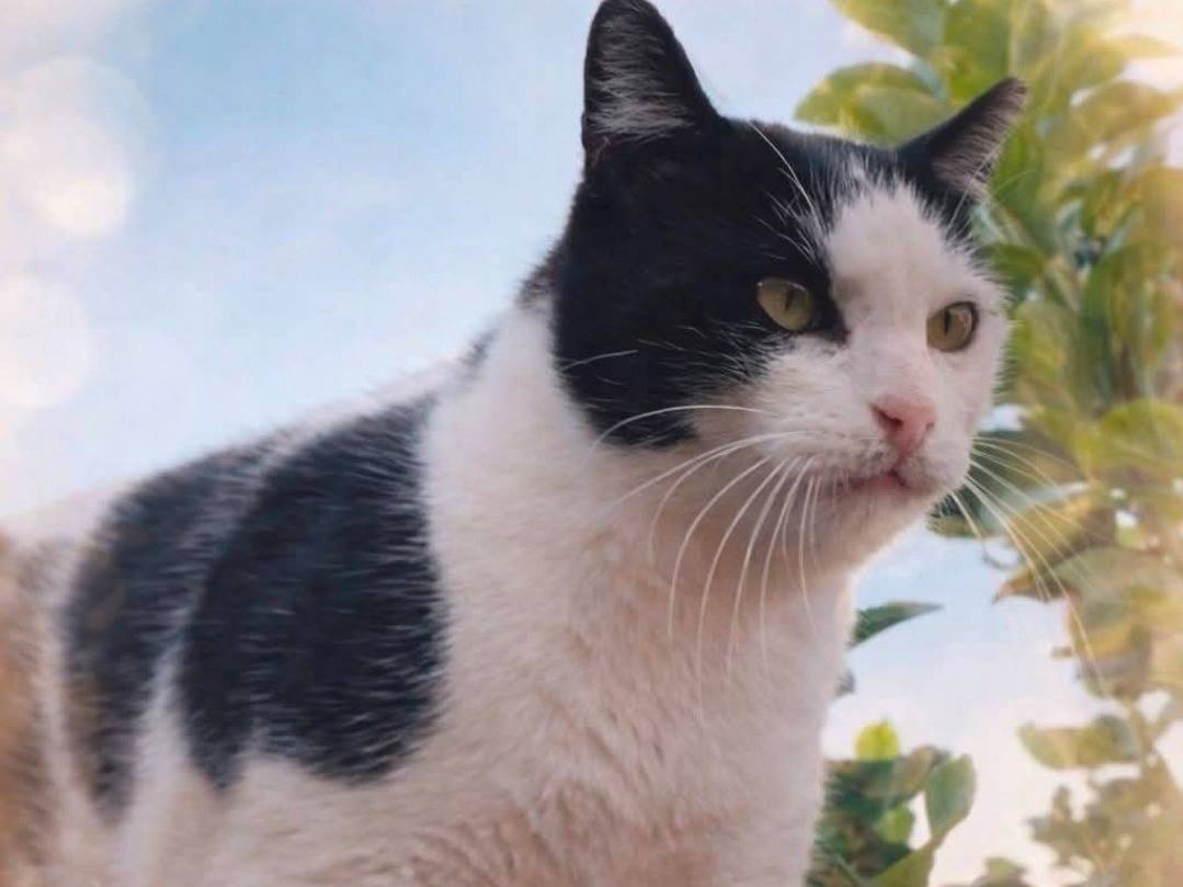 Adozione gatto, maschio, Razza sconosciuta Razza sconosciuta, 3 anni e 8 mesi, taglia non valida, Roma