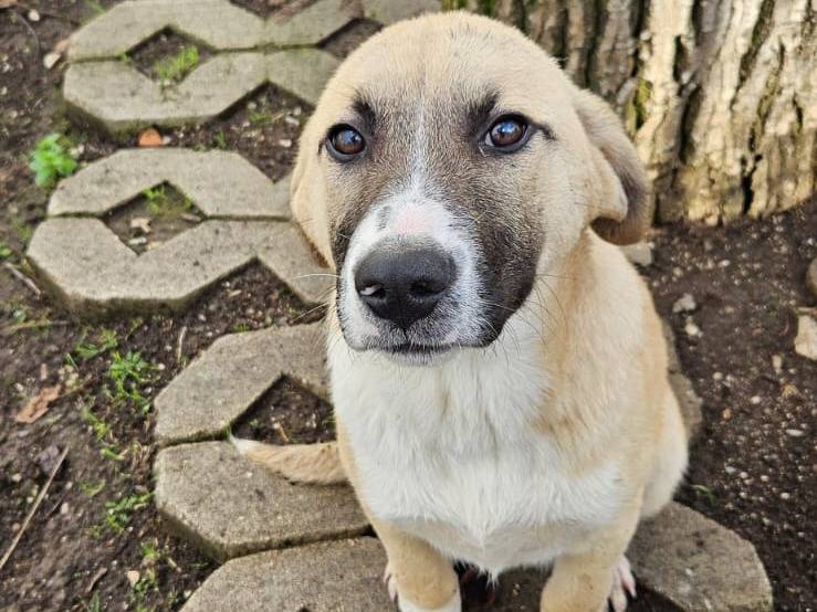 Adozione cane, maschio, Amstaff Pastore maremmano, 3 mesi, taglia grande, Napoli