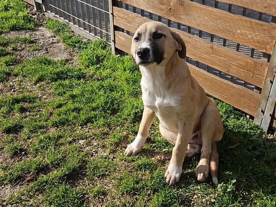 Adotta un cane, taglia grande, maschio, Napoli