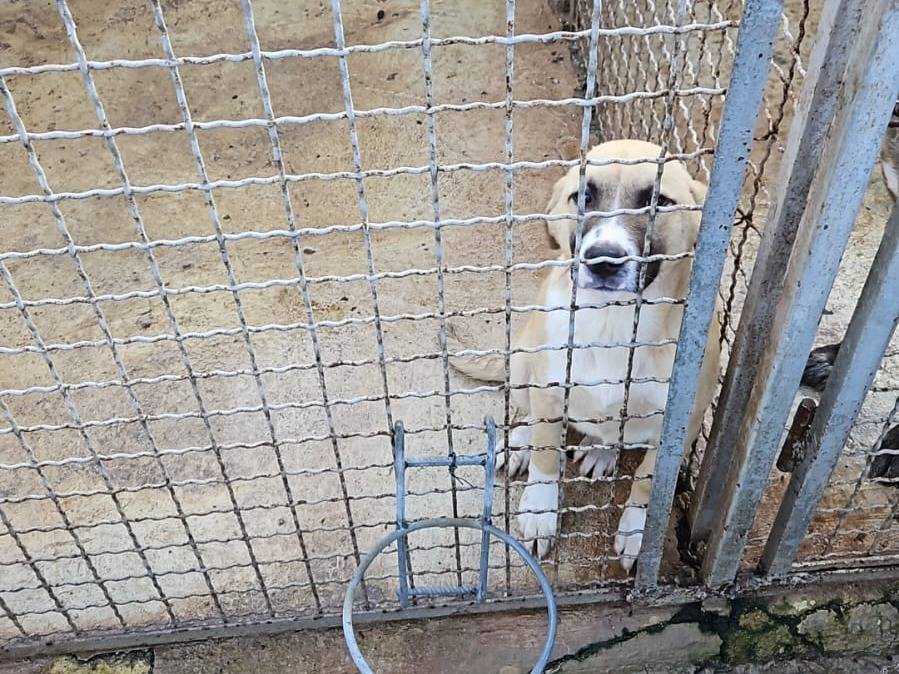 Vuoi adottare un cane a Napoli?