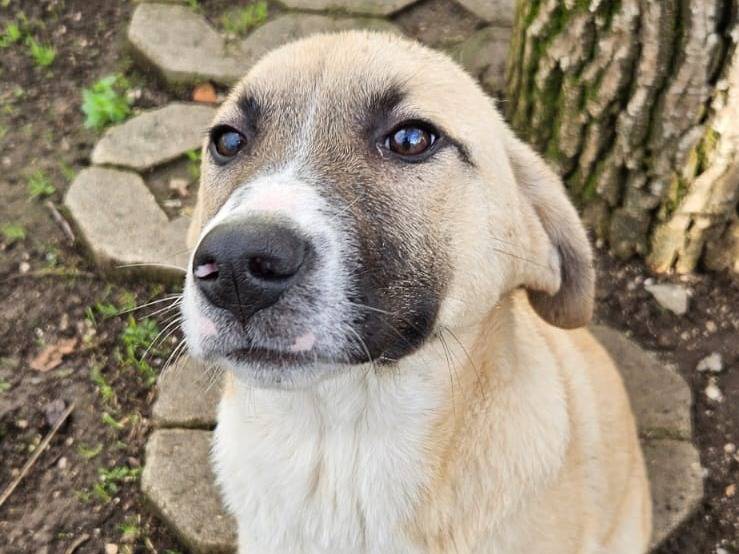 Adotta il cane Zeno a Napoli