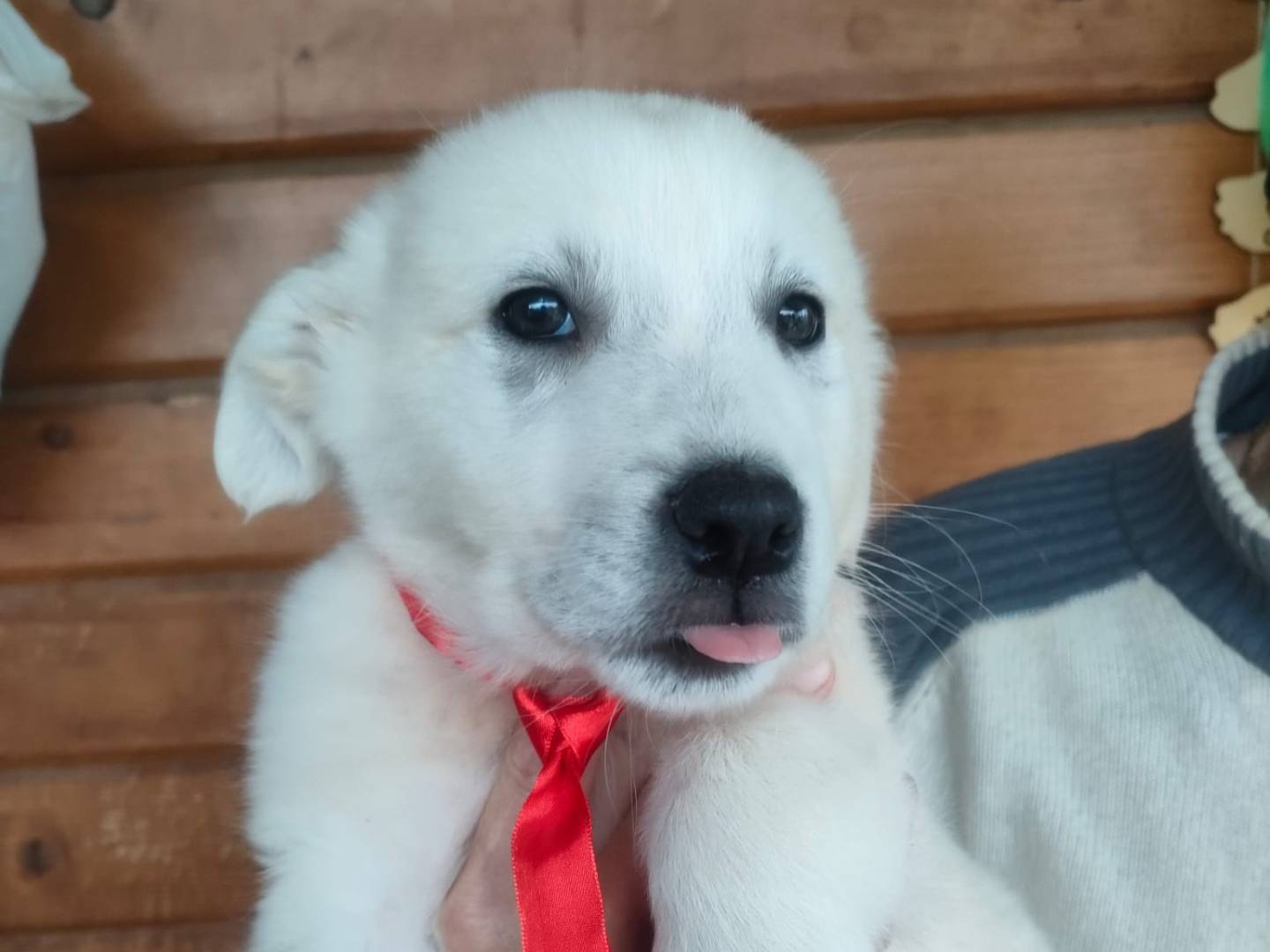 Adozione cane, femmina, Pastore maremmano Razza sconosciuta, 2 mesi, taglia grande, Latina