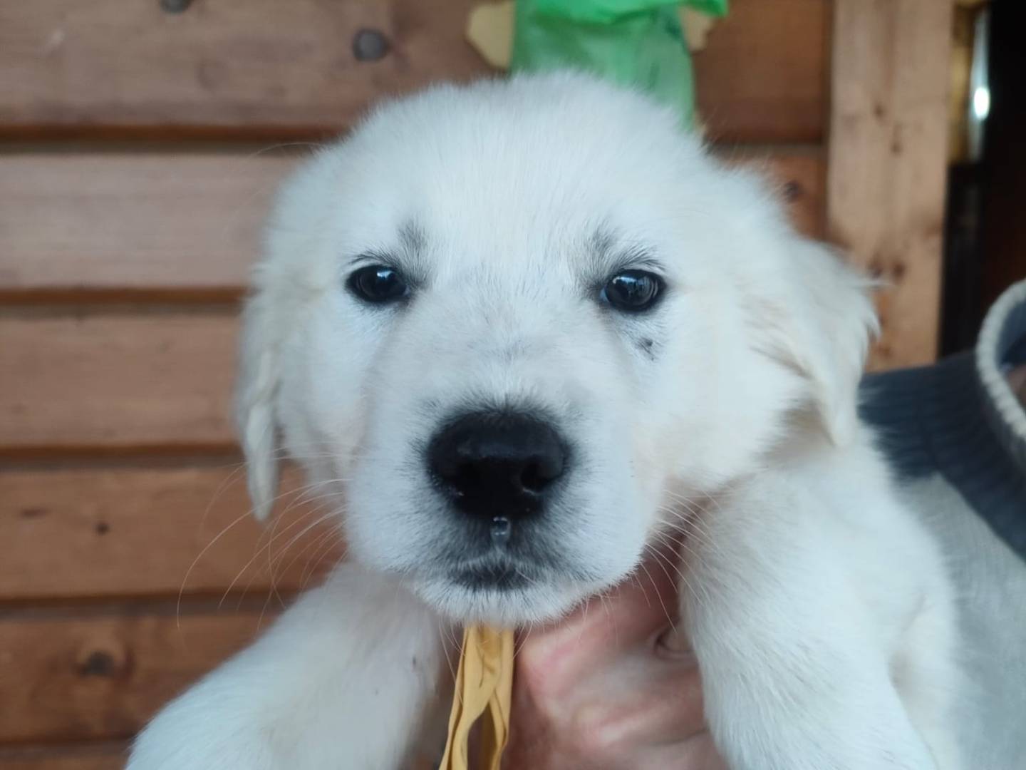 Adotta un cane, femmina, 2 mesi, Latina