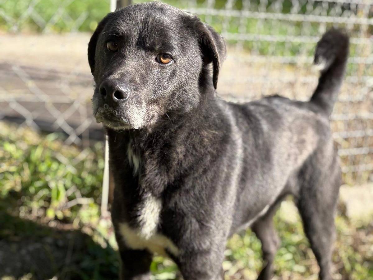 Adozione cane, maschio, Razza sconosciuta Razza sconosciuta, 3 anni e 8 mesi, taglia media, Latina