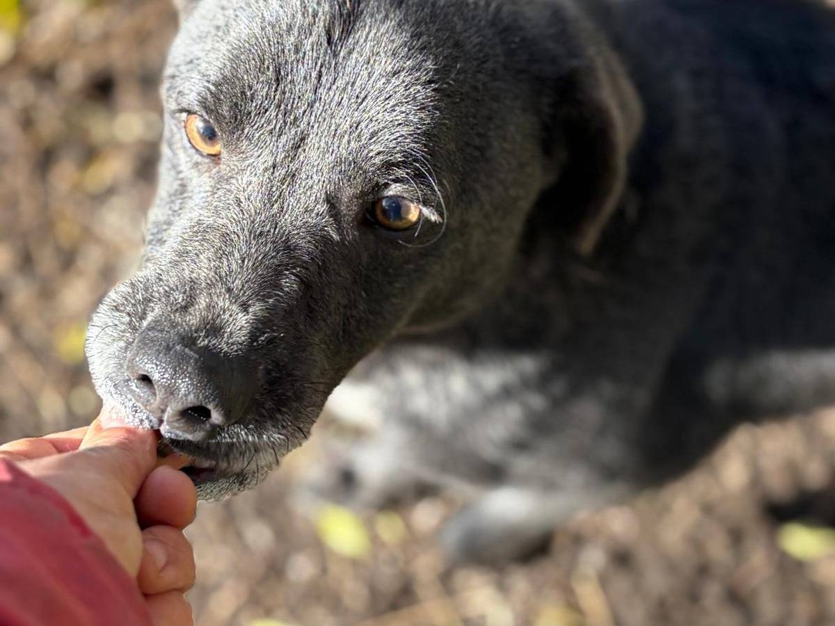 Adotta un cane, maschio, 3 anni e 8 mesi, Latina