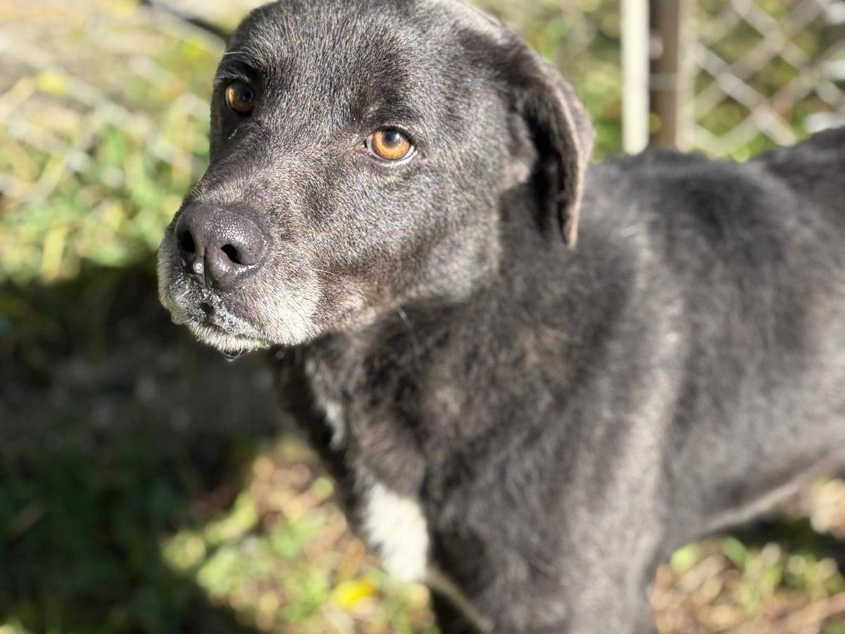 Adotta un cane, taglia media, maschio, Latina