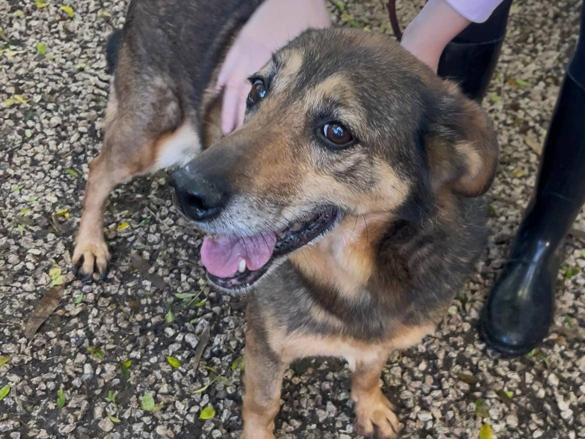 Adotta un cane, femmina, 12 anni e 9 mesi, Latina