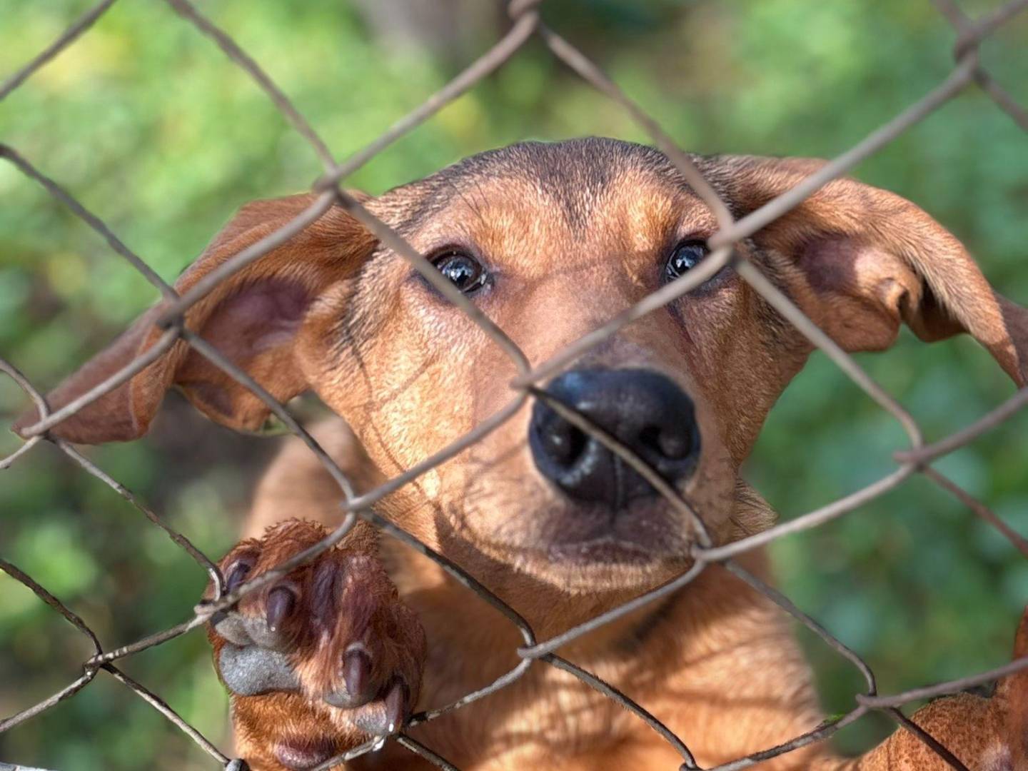 Adotta un cane, femmina, 5 mesi, Latina