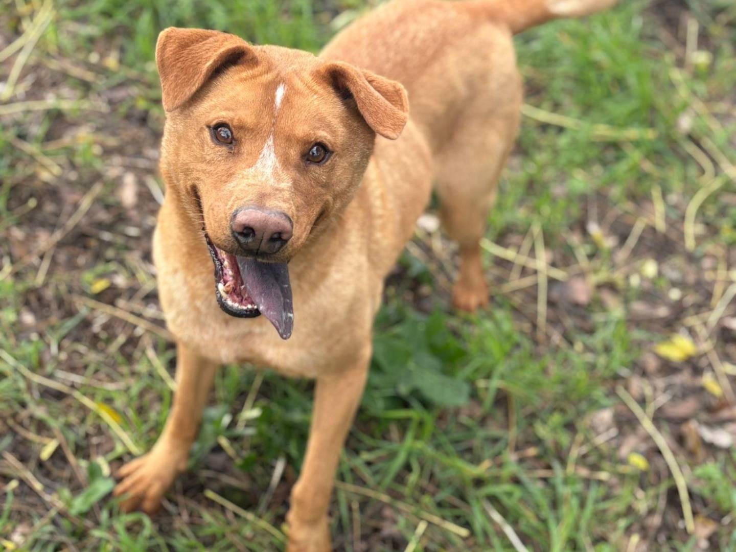 Adozione cane, maschio, Akita Razza sconosciuta, 5 anni e 10 mesi, taglia media, Latina