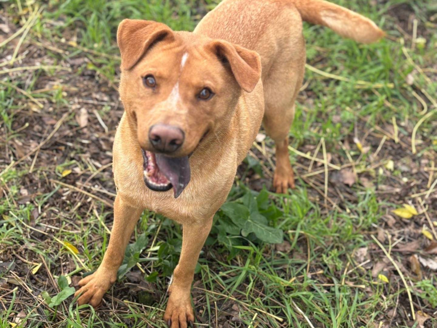 Adotta un cane, maschio, 5 anni e 10 mesi, Latina