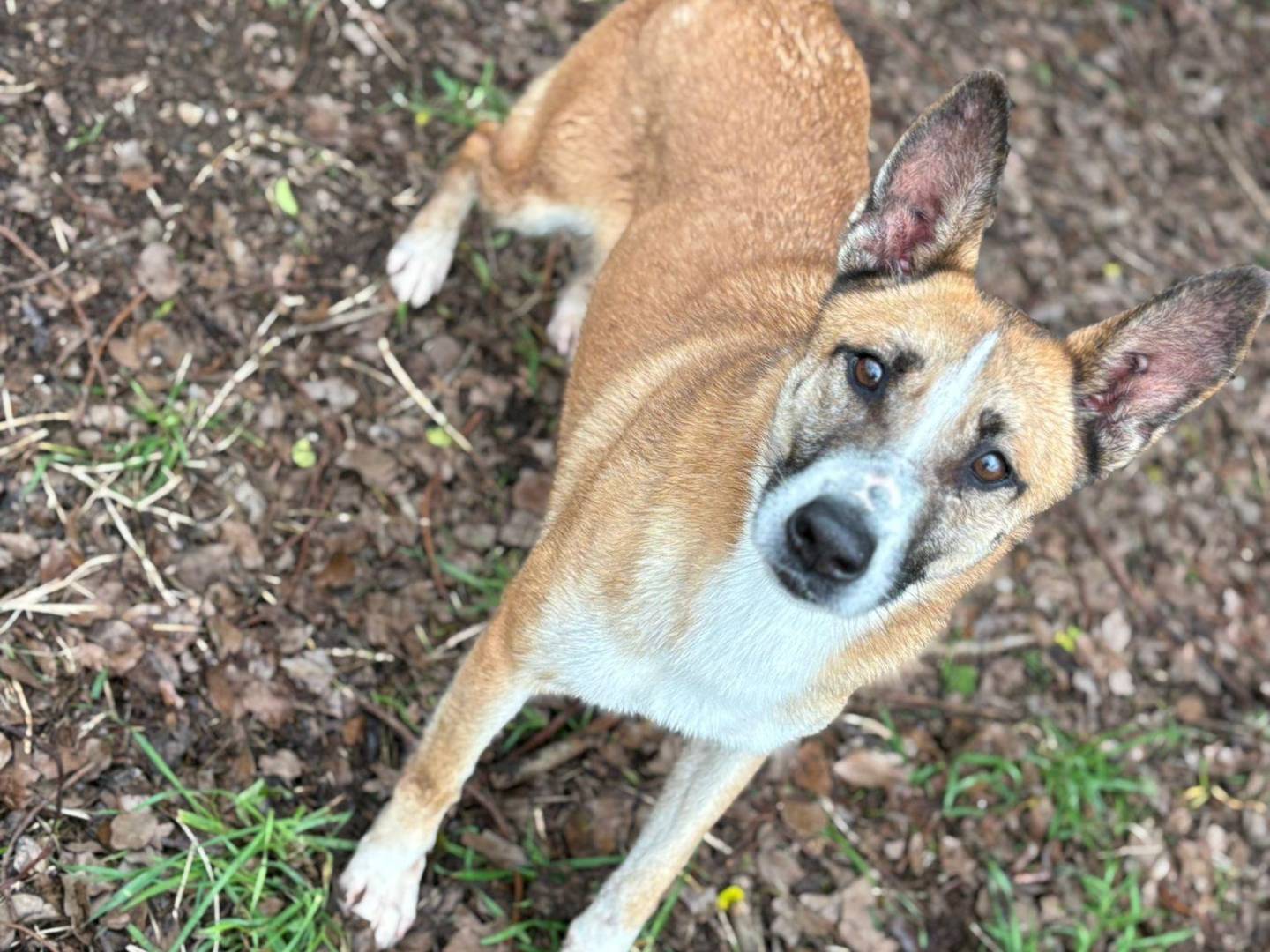 Adozione cane, femmina, Razza sconosciuta Razza sconosciuta, 3 anni e 5 mesi, taglia media, Latina