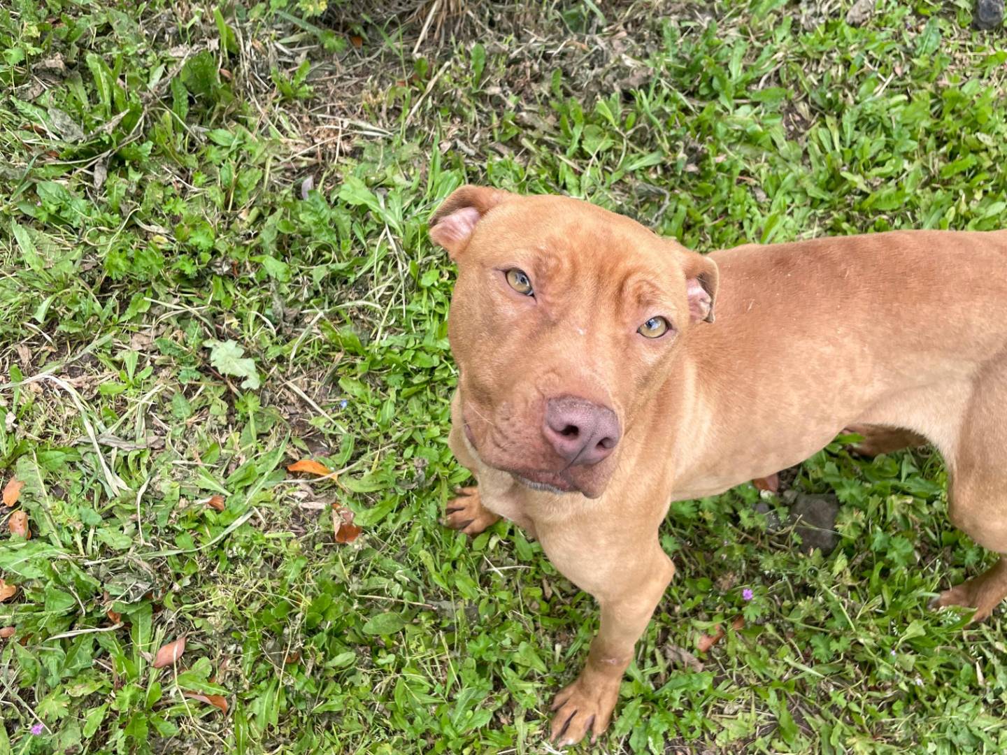 Adozione cane, femmina, Pitbull Razza sconosciuta, 2 anni e 1 mese, taglia media, Latina