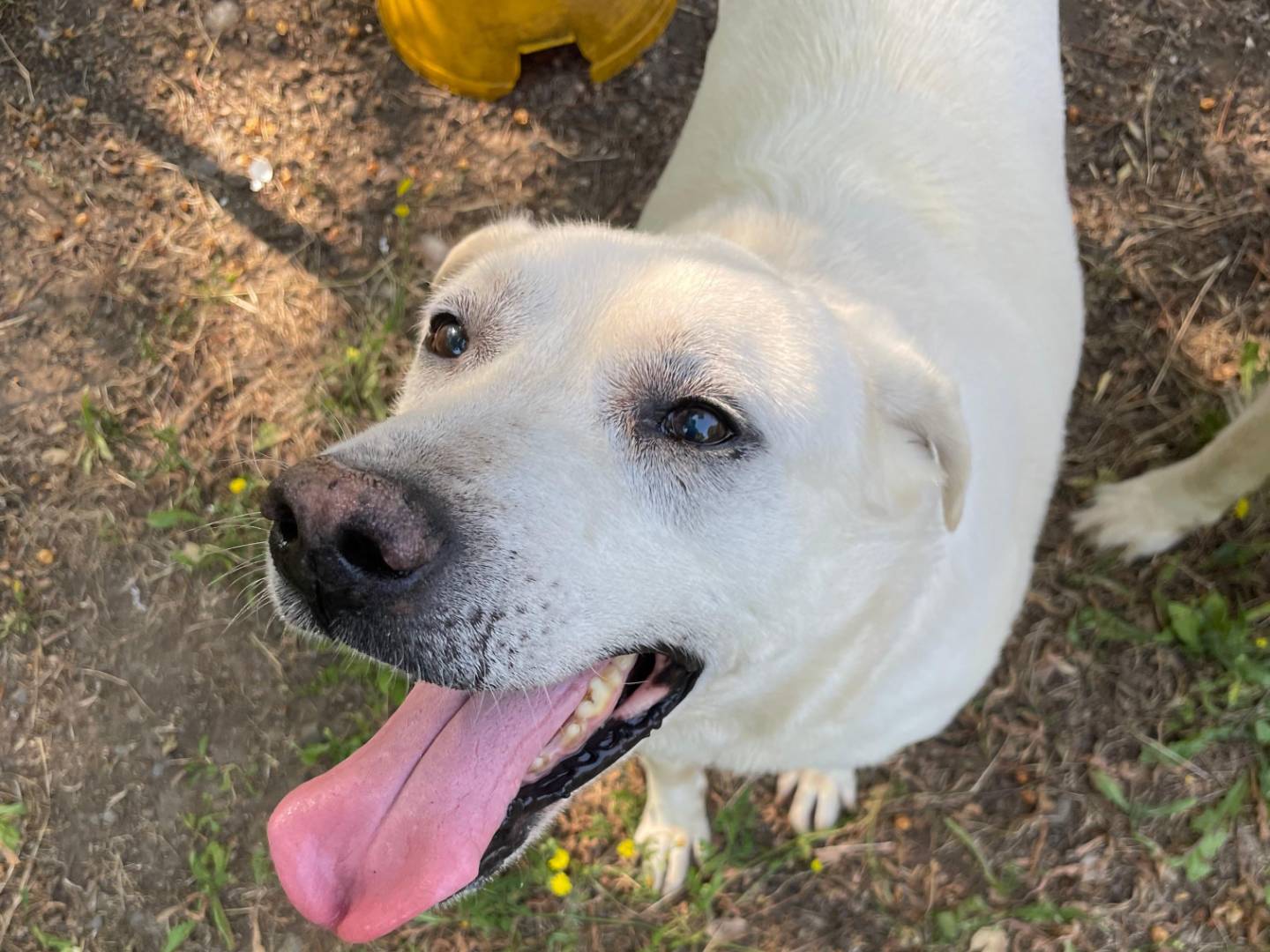 Adozione cane, maschio, Razza sconosciuta Razza sconosciuta, 8 anni e 10 mesi, taglia media, Latina