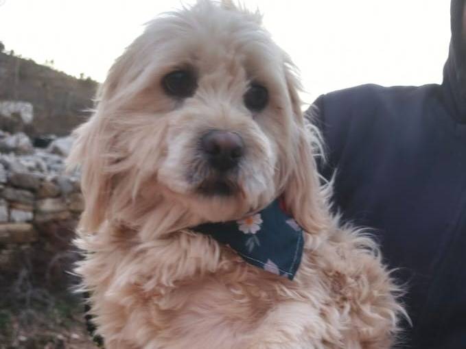 Adozione cane, maschio, Maltese Razza sconosciuta, 2 anni e 10 mesi, taglia piccola, Milano