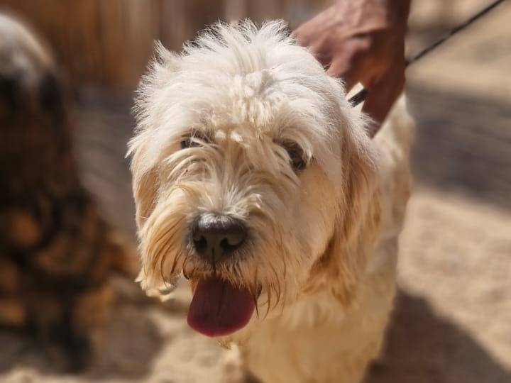 Adotta un cane, maschio, 2 anni e 10 mesi, Milano