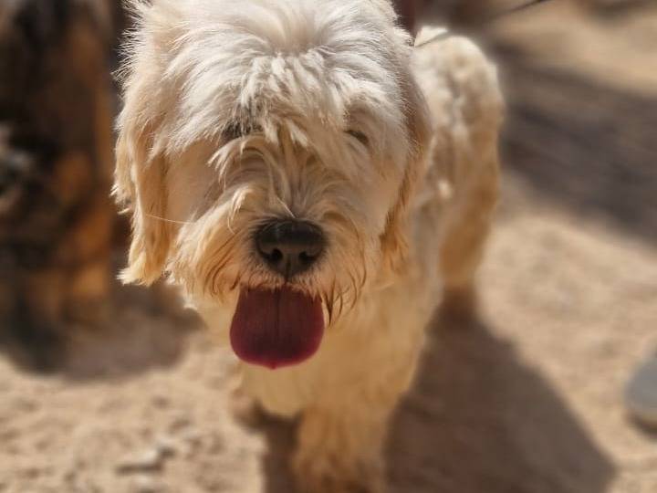 Vuoi adottare un cane a Milano?