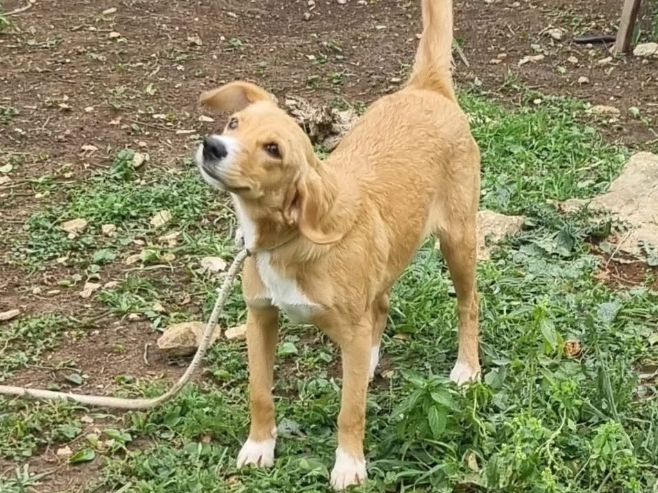 Adozione cane, femmina, Razza sconosciuta Razza sconosciuta, 1 anno e 7 mesi, taglia media contenuta, Latina