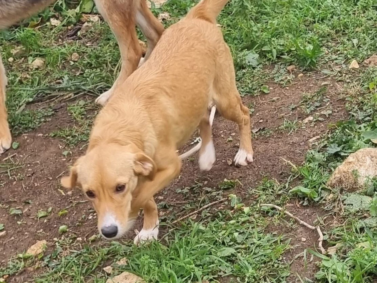 Adotta un cane, taglia media contenuta, femmina, Latina