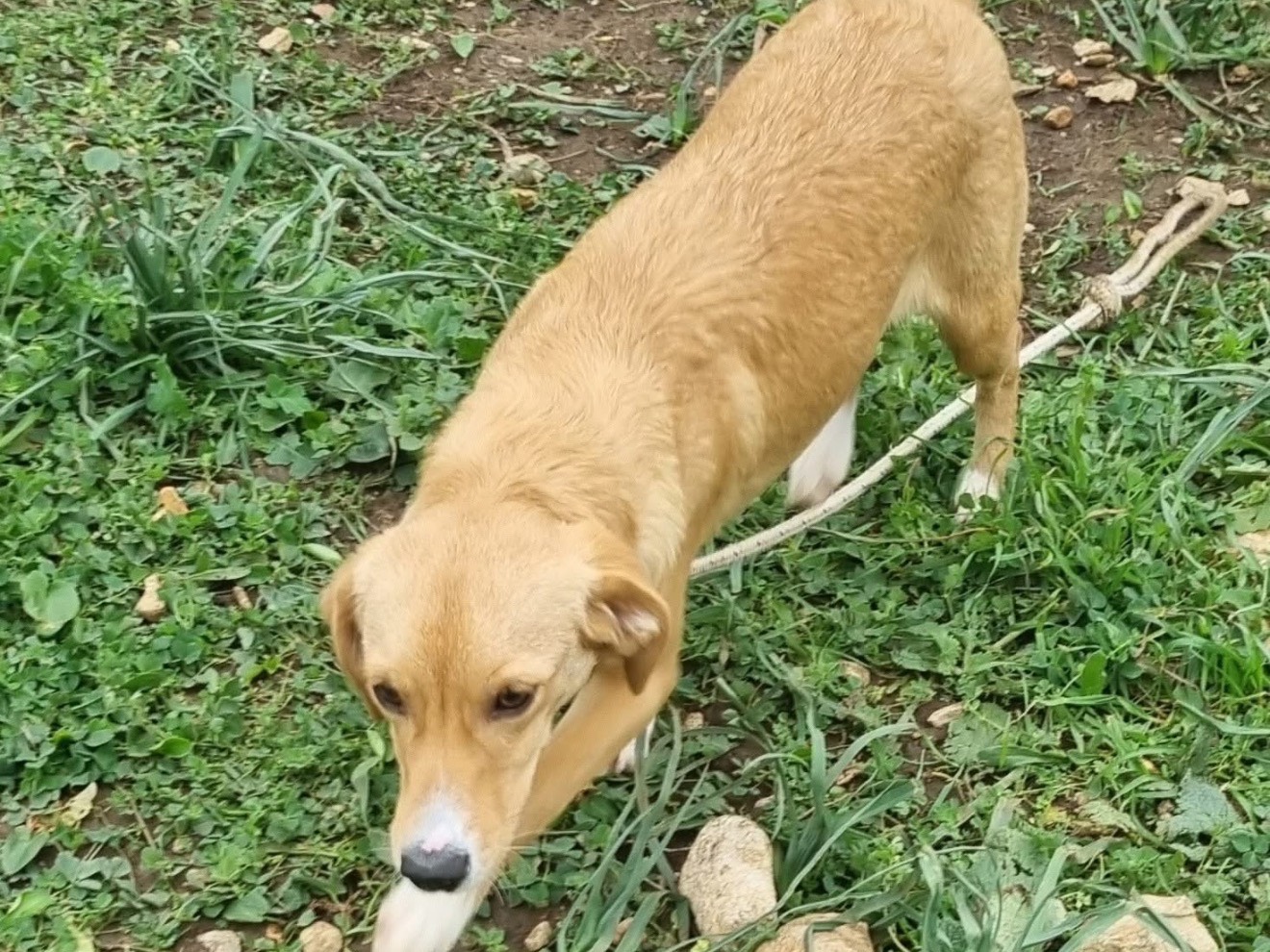 Vuoi adottare un cane a Latina?