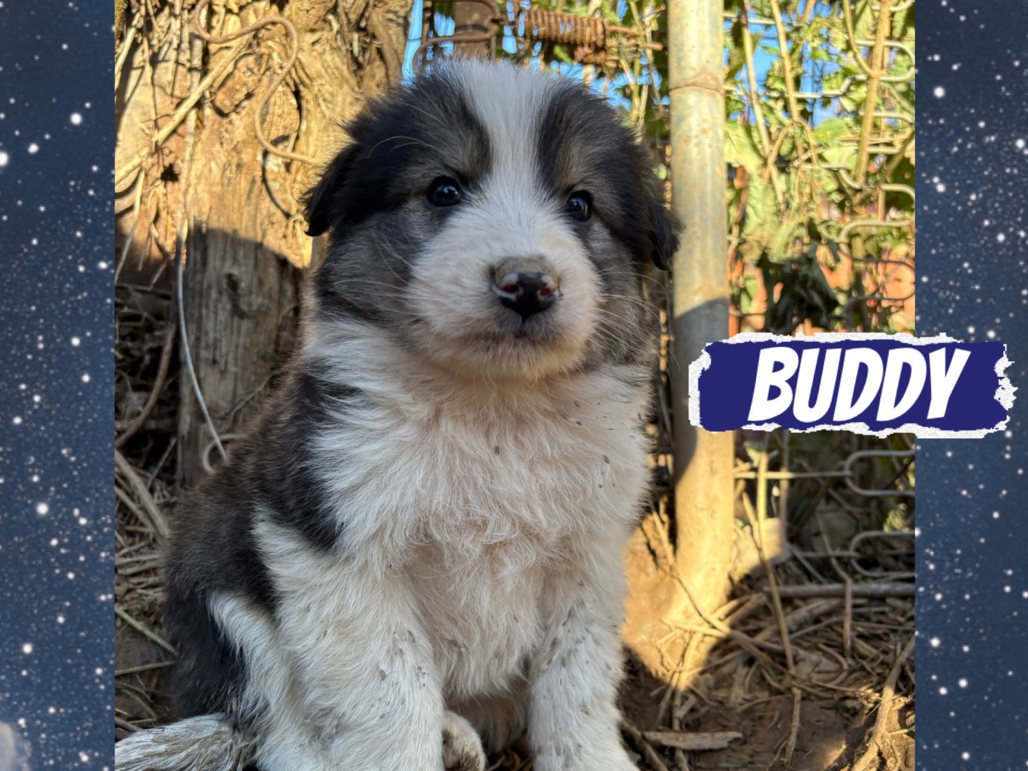 Adozione cane, maschio, Razza sconosciuta Razza sconosciuta, 3 mesi, taglia media, Catanzaro