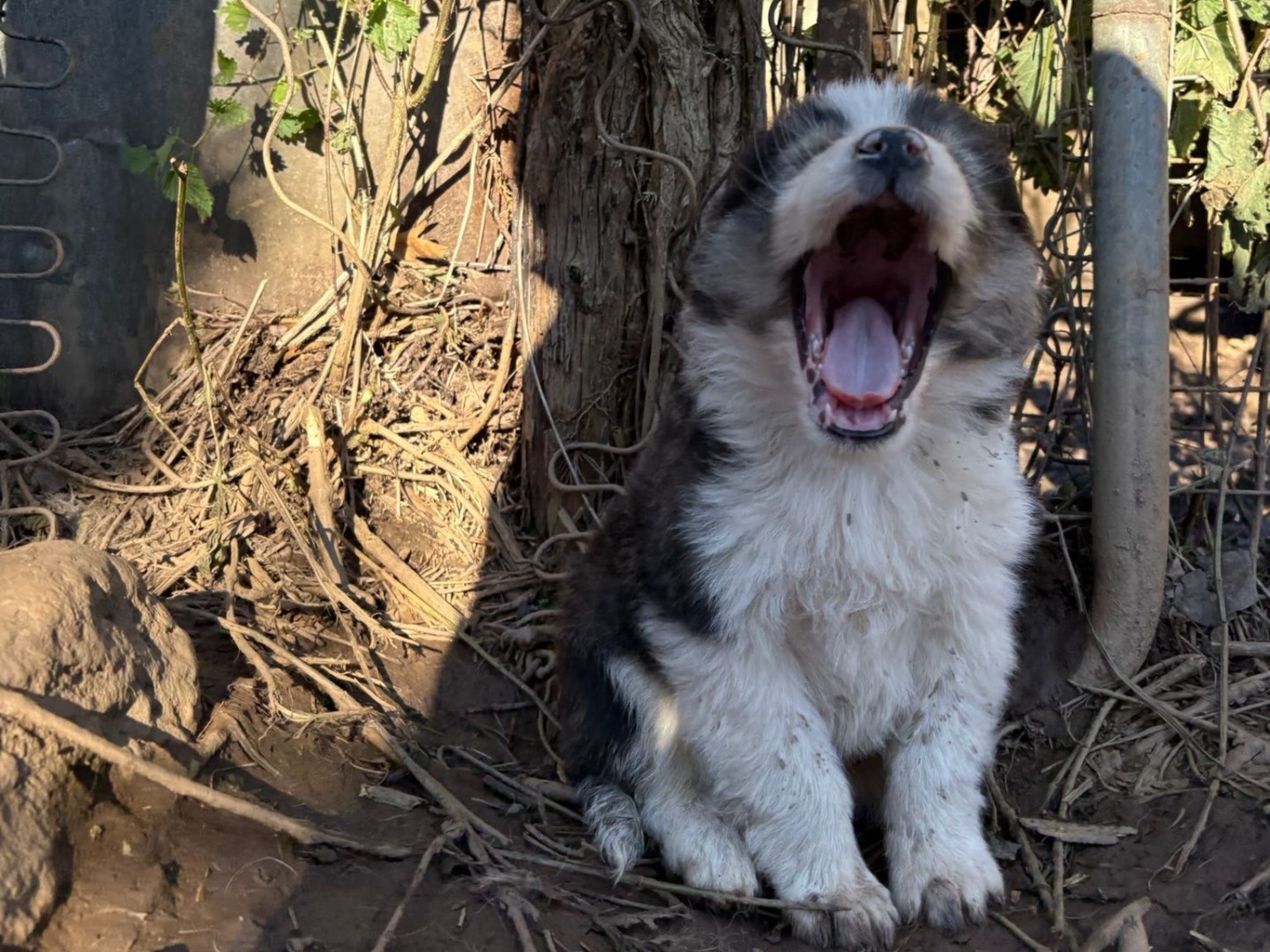 Adotta un cane, maschio, 3 mesi, Catanzaro