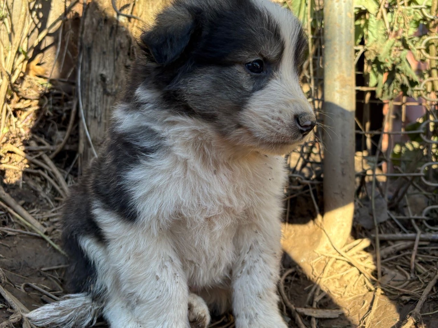 Adotta un cane, taglia media, maschio, Catanzaro