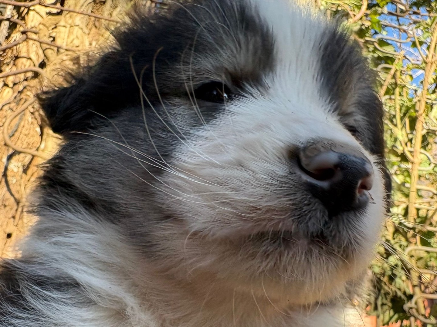 Vuoi adottare un cane a Catanzaro?