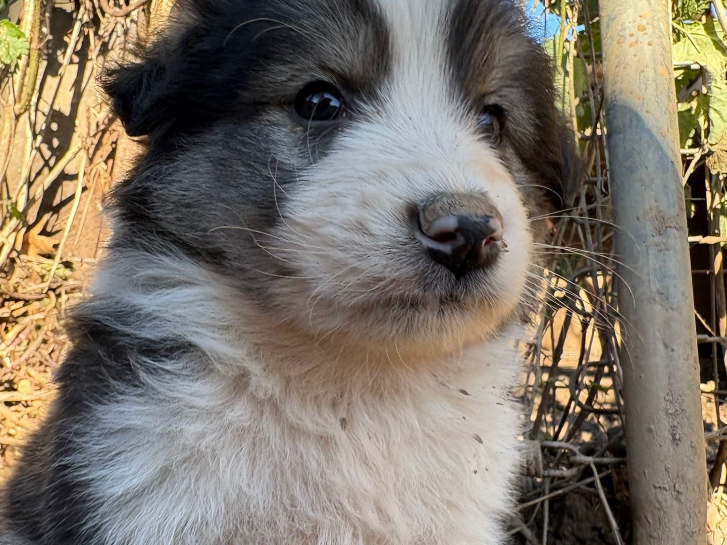 Adotta il cane Buddy a Catanzaro