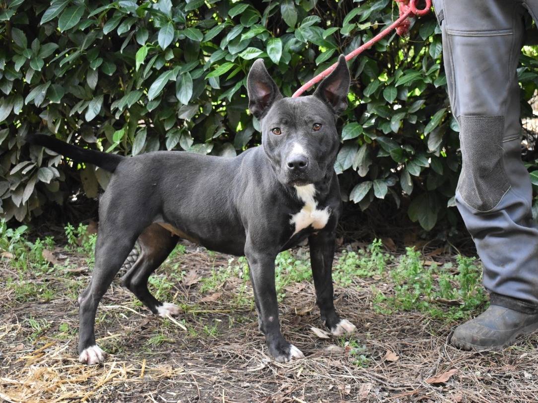 Adozione cane, femmina, Razza sconosciuta Razza sconosciuta, 1 anno e 3 mesi, taglia media contenuta, Roma