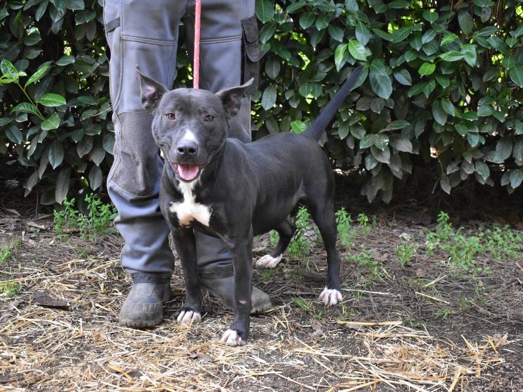 Adotta un cane, femmina, 1 anno e 3 mesi, Roma