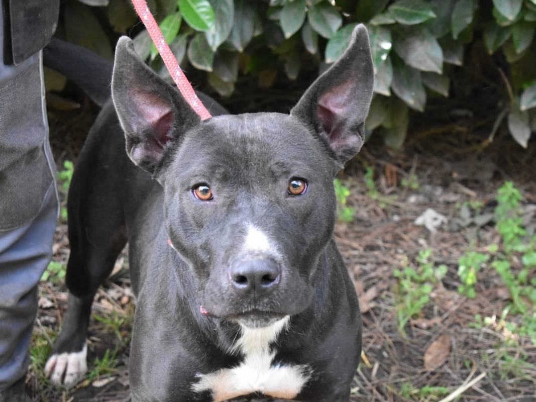 Vuoi adottare un cane a Roma?