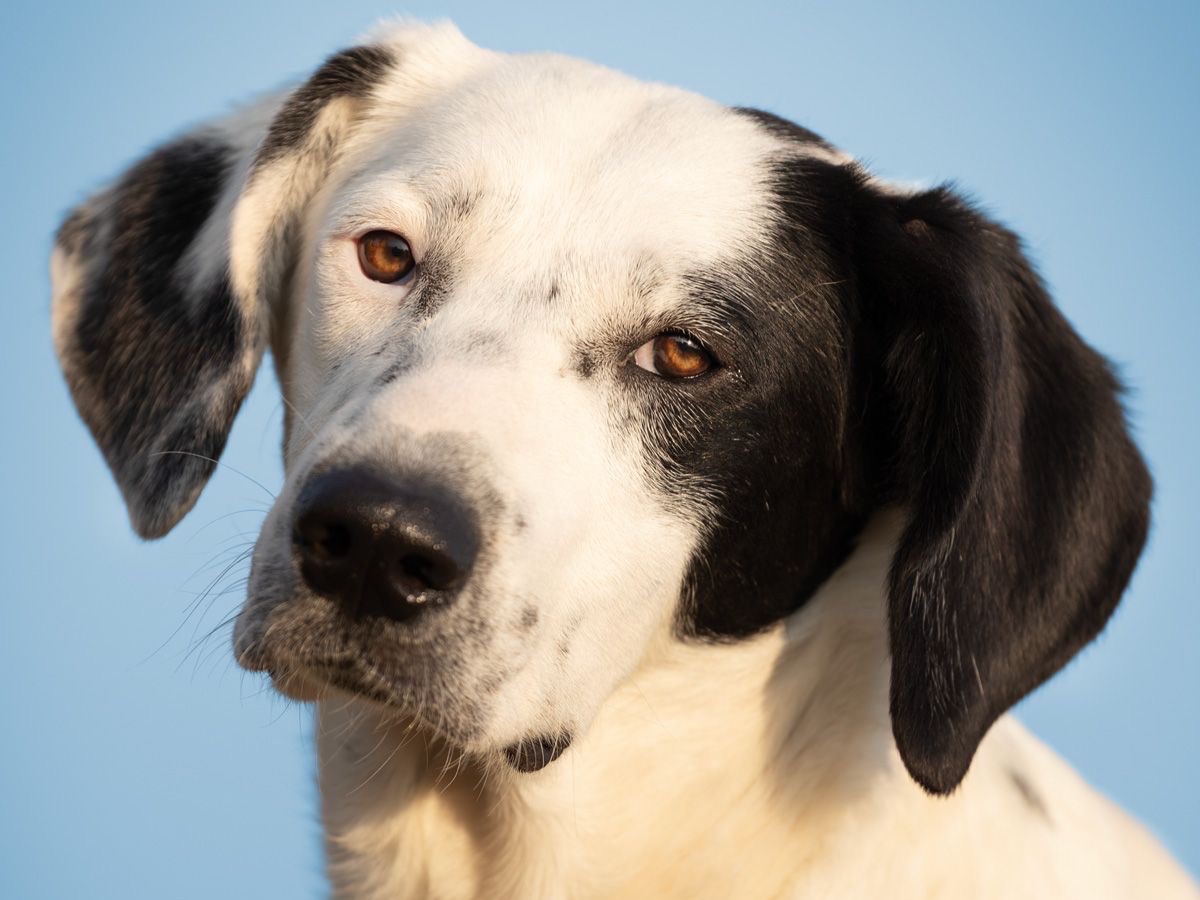 Adozione cane, maschio, Razza sconosciuta Razza sconosciuta, 1 anno, taglia media, Roma